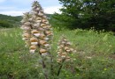 Digitalis lanata ©  Pandion Wild Tours